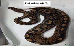 Python Snake reptiles for sale: Royal Python Morphs Males - Image 17