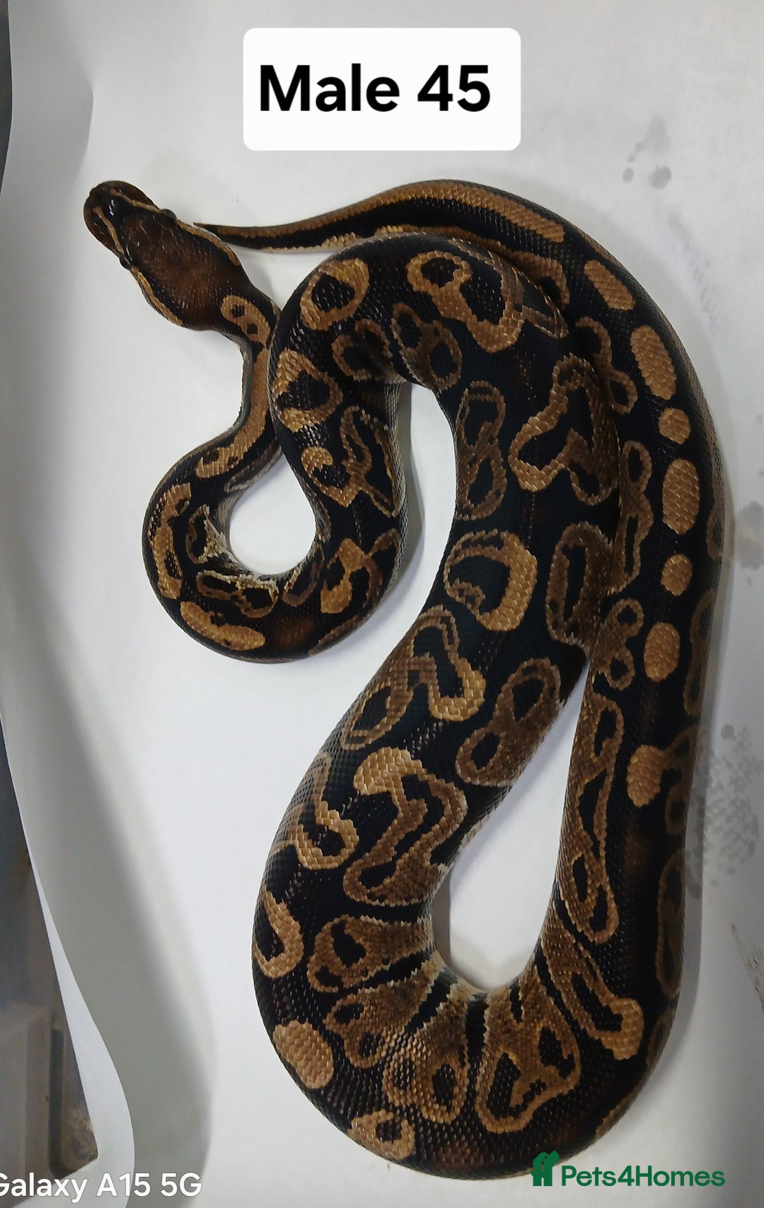 Python Snake reptiles for sale: Royal Python Morphs Males - Image 17