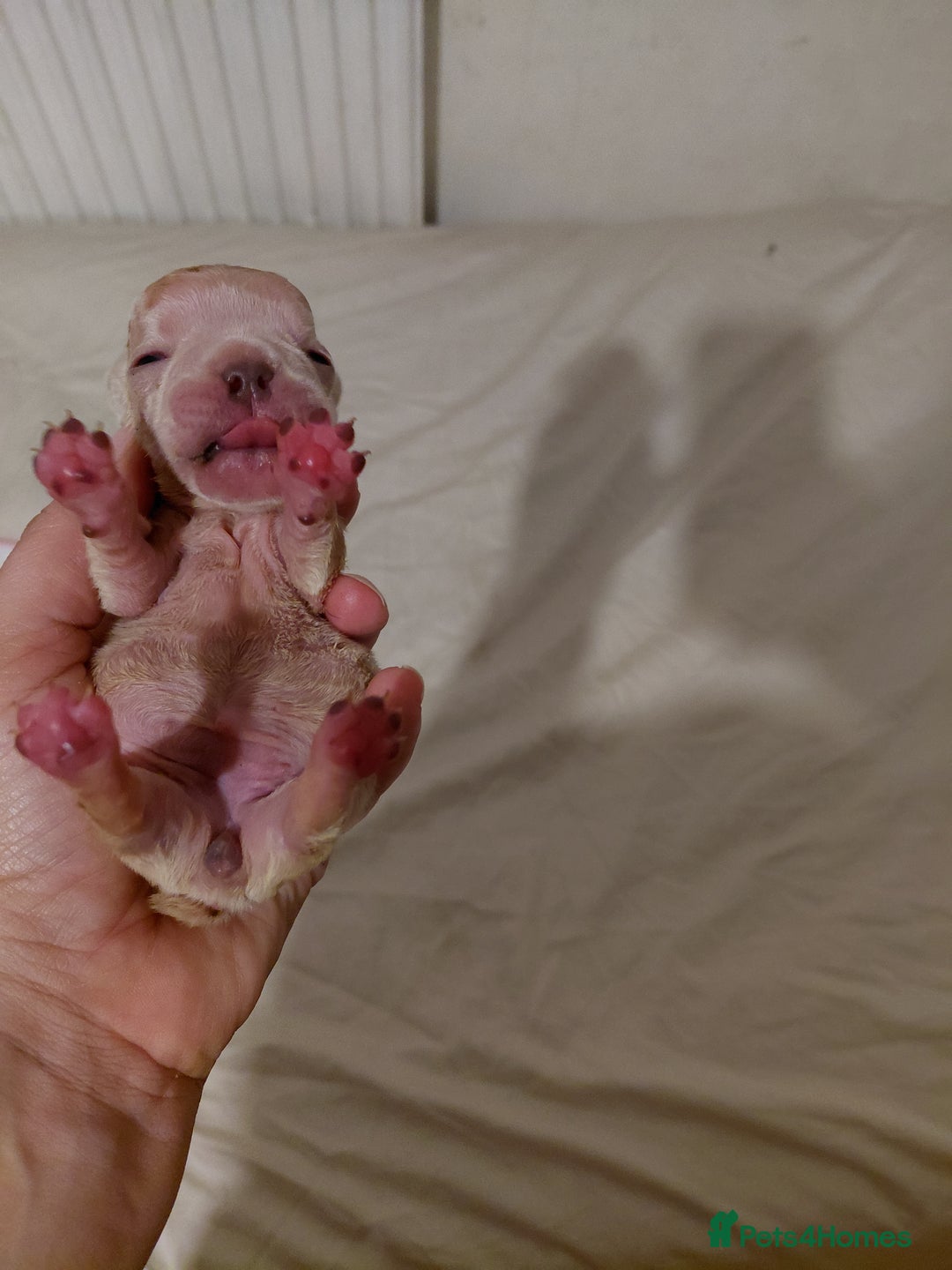 French Bulldog dogs for sale: Amazing litter of french bulldog puppies - Image 4