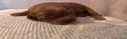 Cavapoo dogs for sale: Cavapoo Puppies - Deposits ready to be taken. - Advert 9