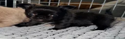 Chihuahua dogs for sale: Long coat chihuahua  - Advert 10