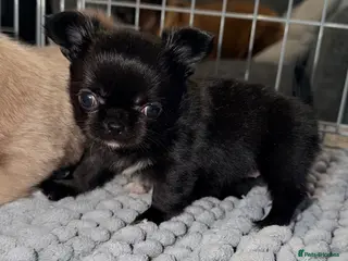 Chihuahua dogs Long coat chihuahua - Advert 2