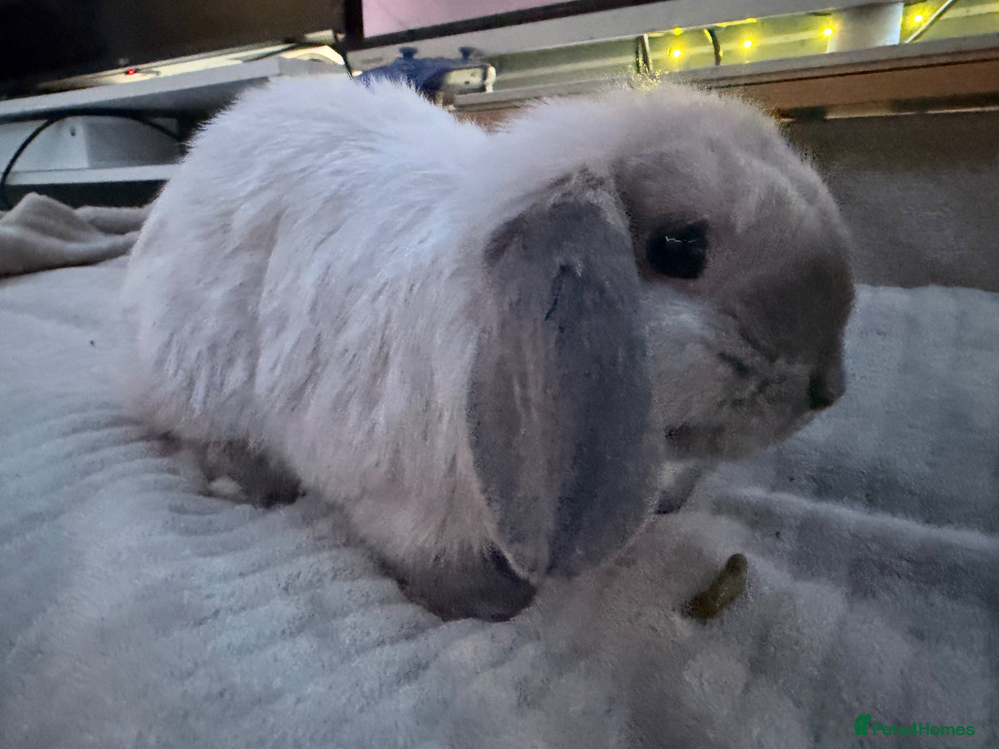 Mini Lop rabbits Beautiful mixed shade bunny  - Advert 2