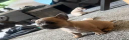 Mixed Breed dogs for sale: Bullhuahua (French Bulldog × Chihuahua) Puppies - Advert 21