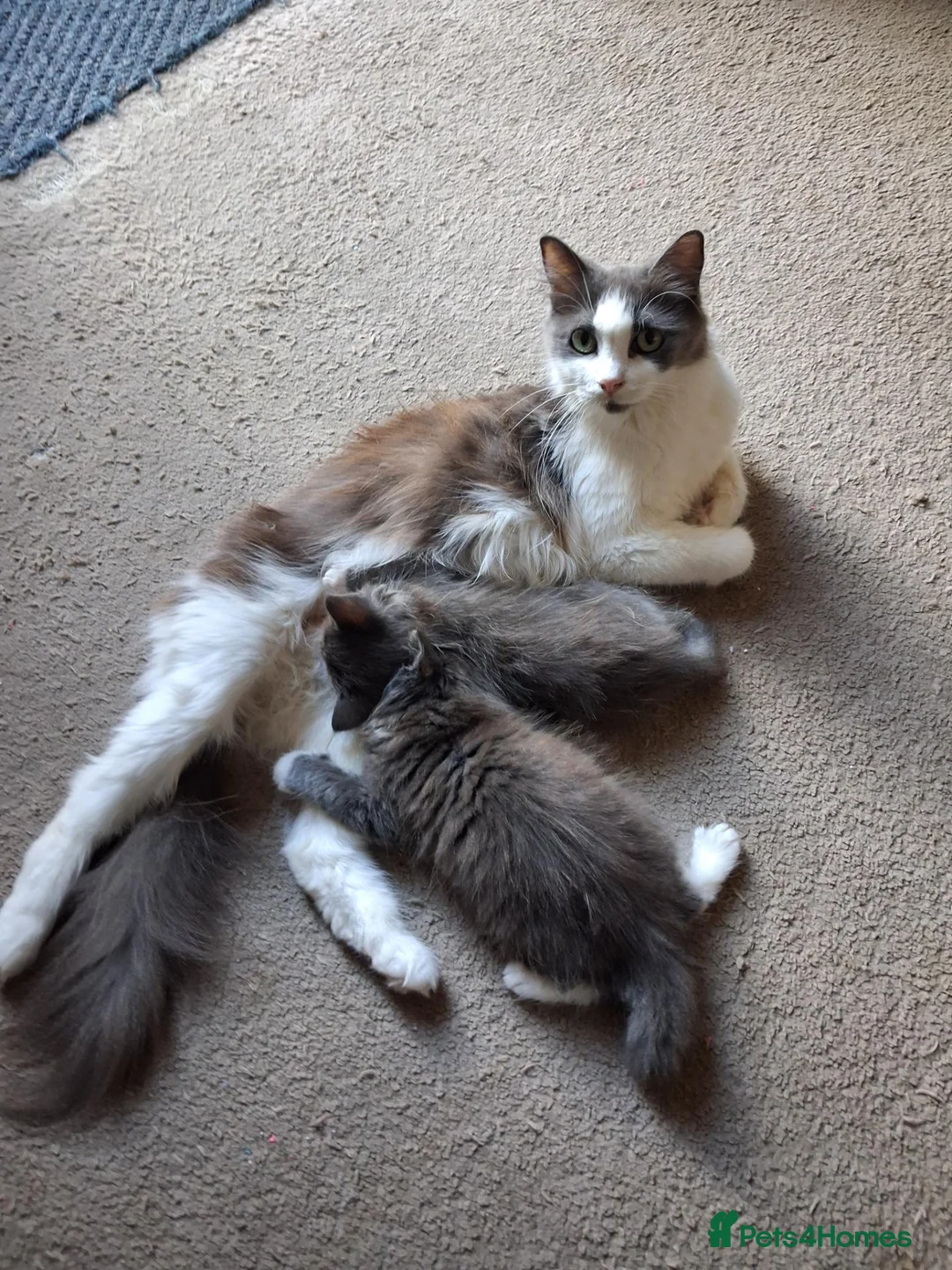 Ragdoll cats for sale: CUTE SOLID RAGDOLL KITTENS  - Advert 15