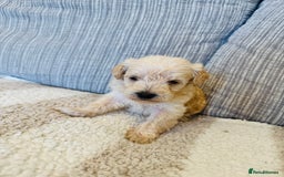 Schnoodle dogs for sale: Miniature Poodle X Schnoodle pups for sale - Image 5