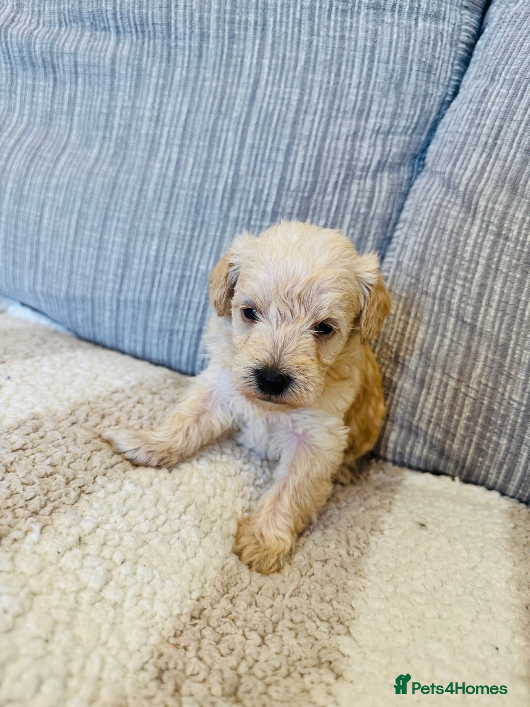 Schnoodle dogs for sale: Miniature Poodle X Schnoodle pups for sale - Image 5