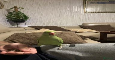 Ringnecks birds - Advert 10