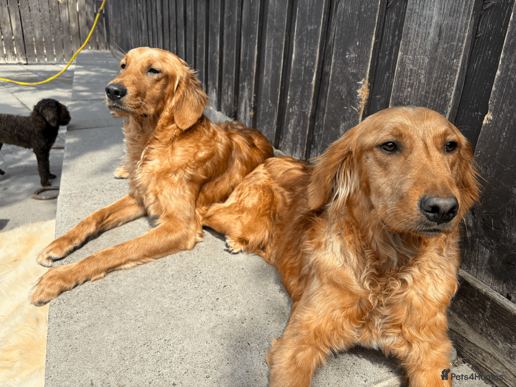 Golden Retriever dogs Working Golden Retrievers for sale - Advert 1