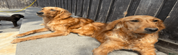 Golden Retriever dogs for sale: Working Golden Retrievers for sale - Advert 1