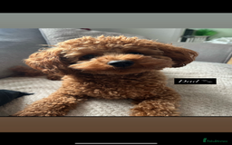 Mini Goldendoodle dogs for sale: Absolutely stunning Mini Goldendoodle puppies 🐾 - Image 7