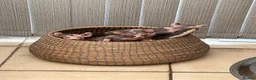 Sphynx cats for sale: Adorable sphinx kittens - Advert 8