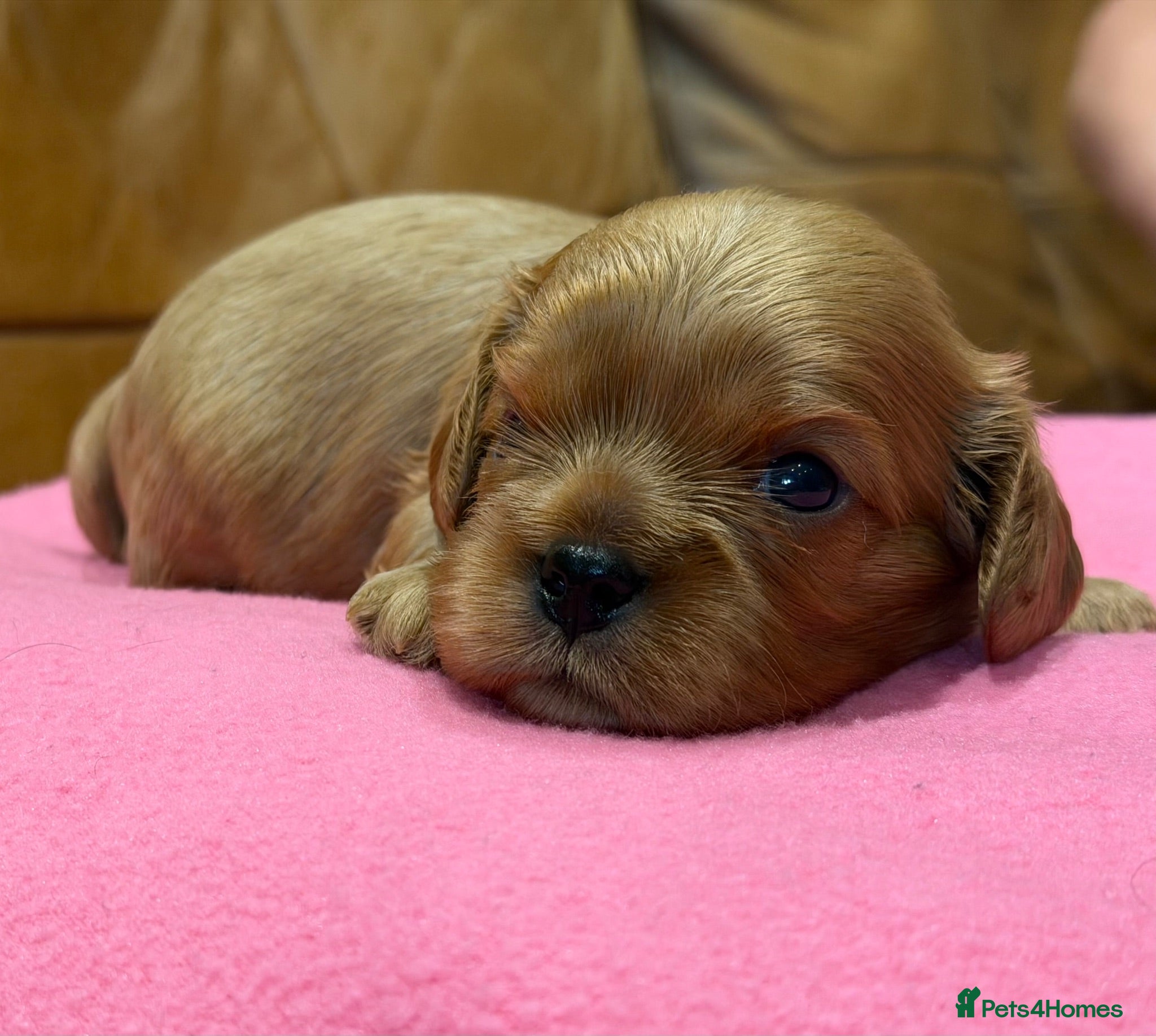 Cavalier King Charles Spaniel dogs KC reg 2 boys 2 girls - Advert 1