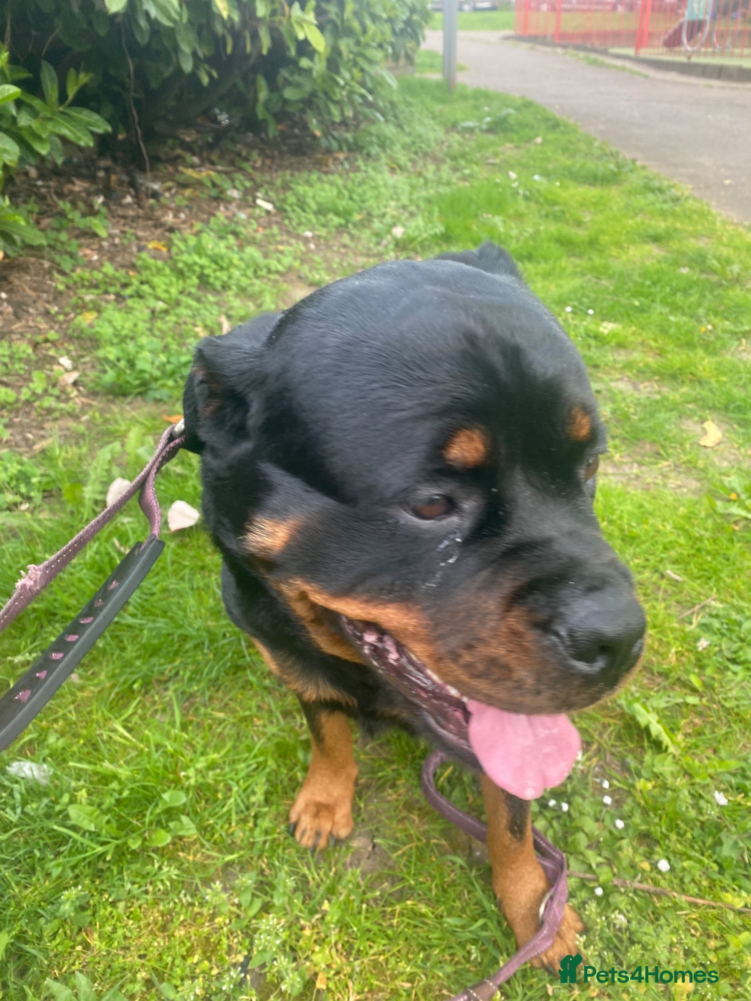 Rottweiler dogs Kc registered 2 years old female Rottweiler - Advert 1
