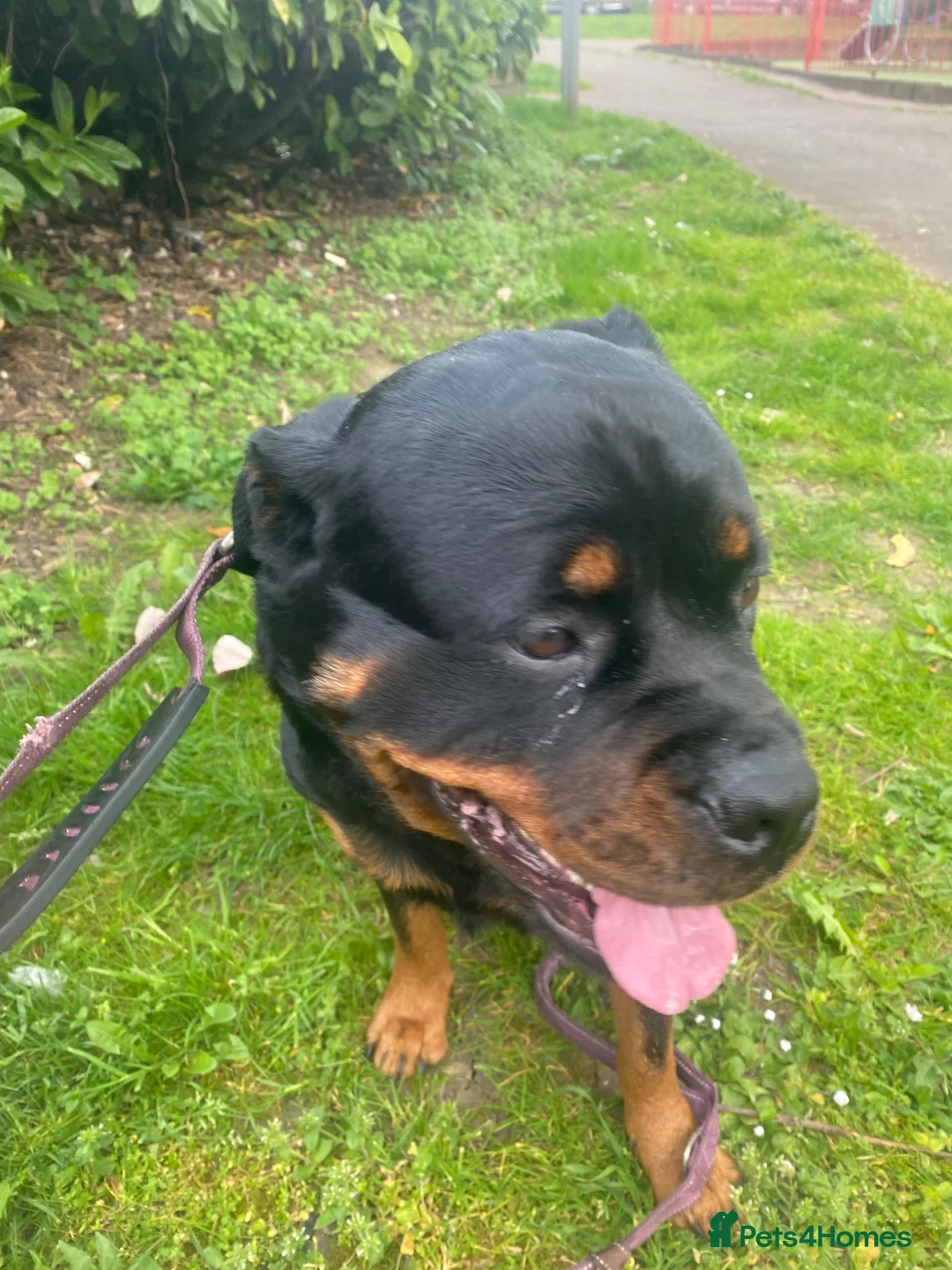 Rottweiler dogs for sale: Kc registered 2 years old female Rottweiler in Luton - Advert 1