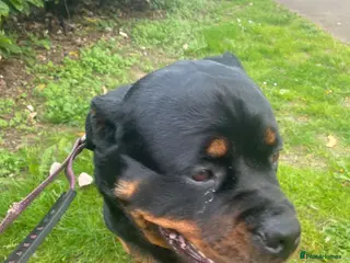 Rottweiler dogs Kc registered 2 years old female Rottweiler - Advert 1