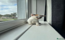 Mixed Breed cats for sale: Mixed kittens for sale - Image 8