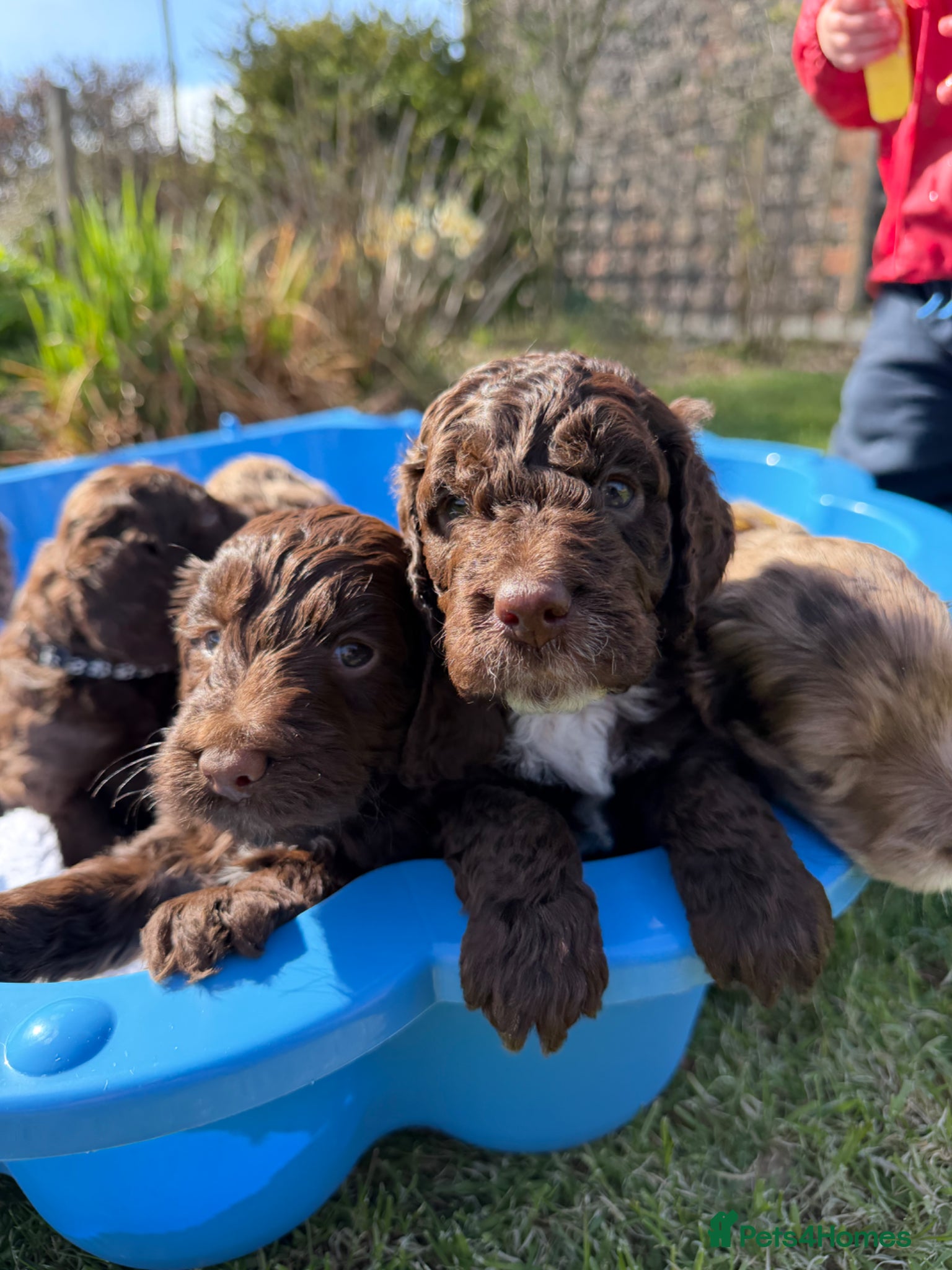 Cockapoo dogs Chocolate cockapoo boy puppy for sale  - Advert 3