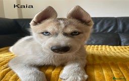 Siberian Husky dogs for sale: Siberian Husky puppies ❤️ - Image 13