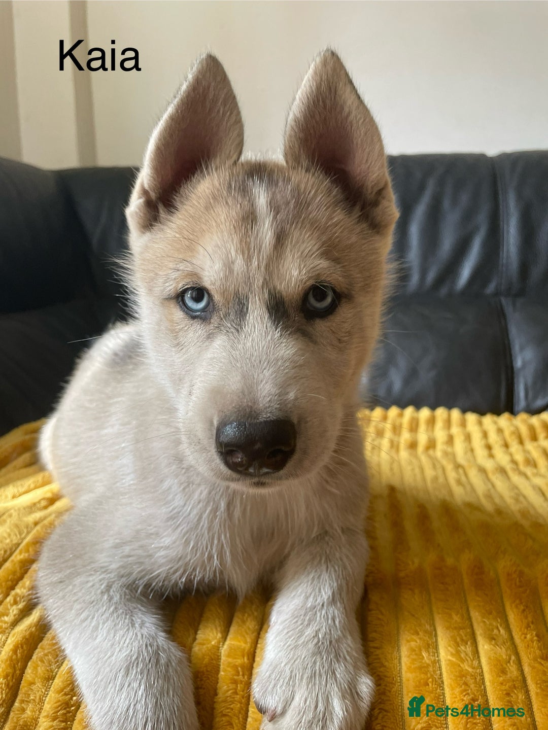 Siberian Husky dogs for sale: Siberian Husky puppies ❤️ - Image 13
