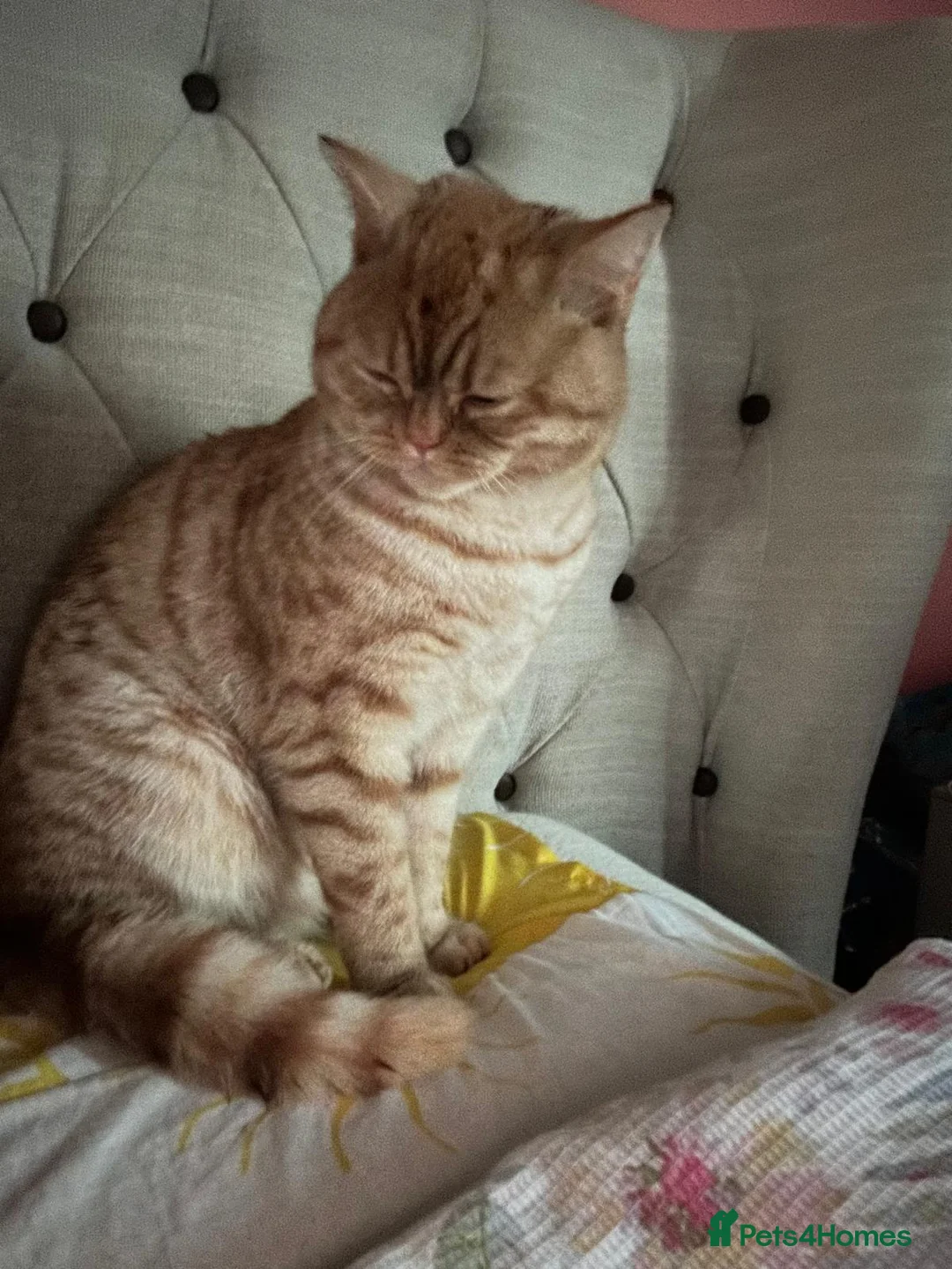 Mixed Breed cats for stud: Stud: 16 m Male British Shorthair x Scottish Fold - Advert 5