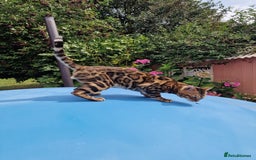 Bengal cats for stud: Bengal cat for stud, Fabio. in Peterborough - Image 8