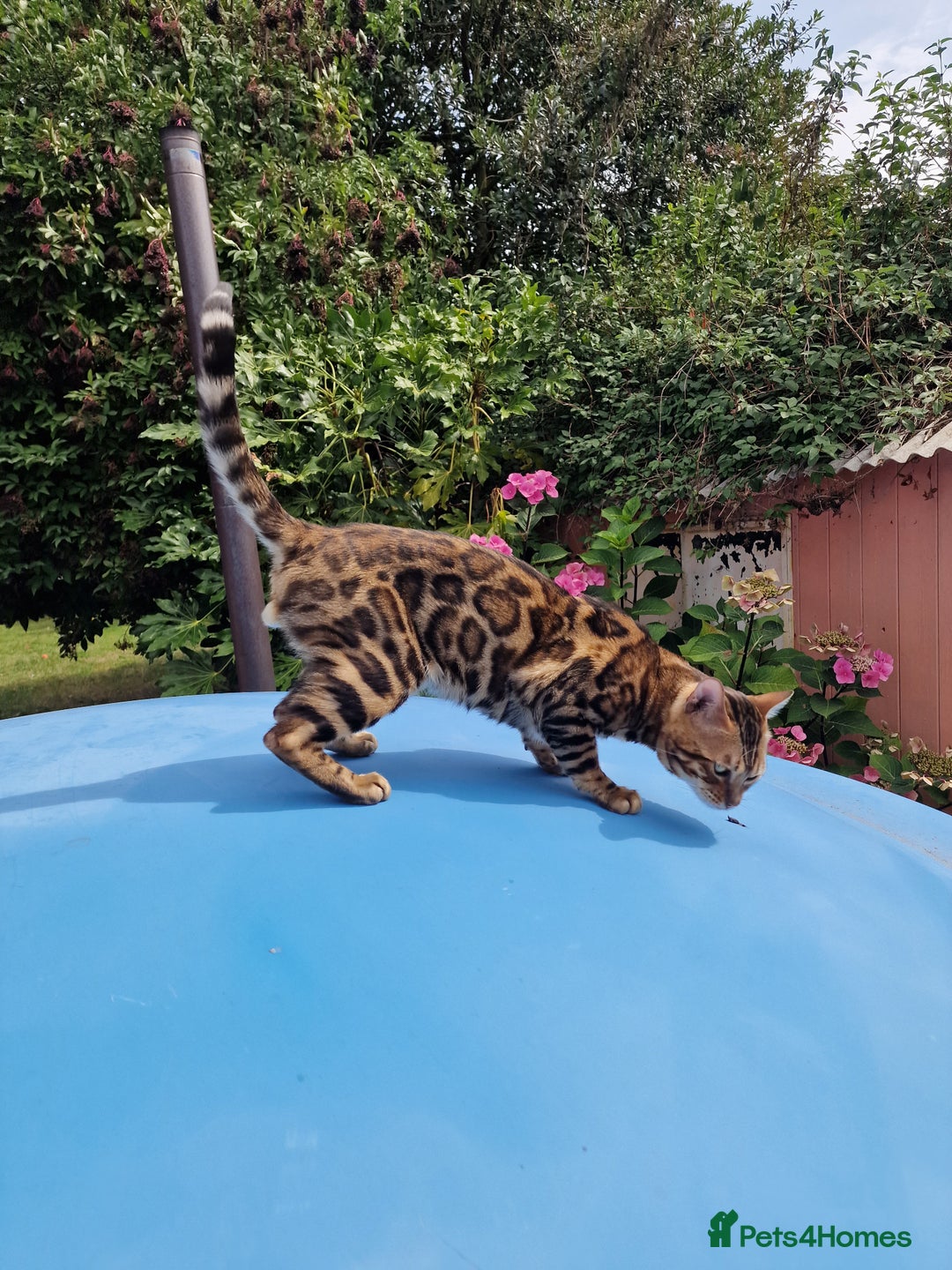 Bengal cats for stud: Bengal cat for stud, Fabio. in Peterborough - Image 8