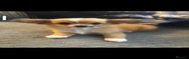 Mixed Breed Puppy 3