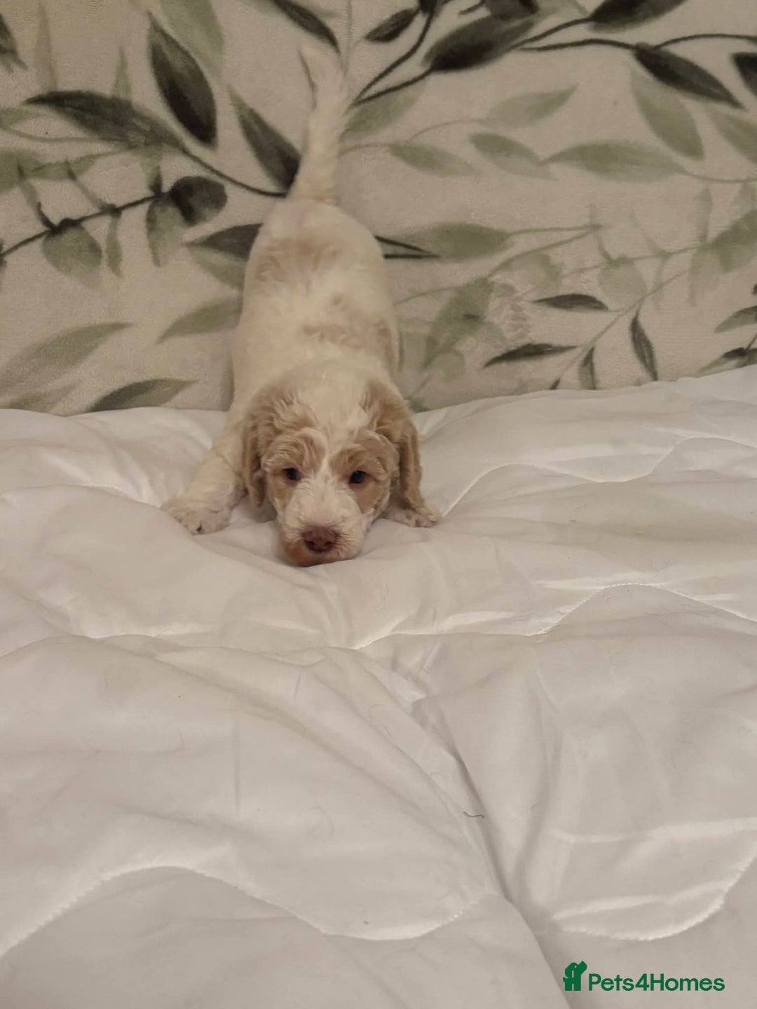 Labradoodle dogs for sale: Lovable F3B Parti Labeadoodle Puppies  - Advert 9