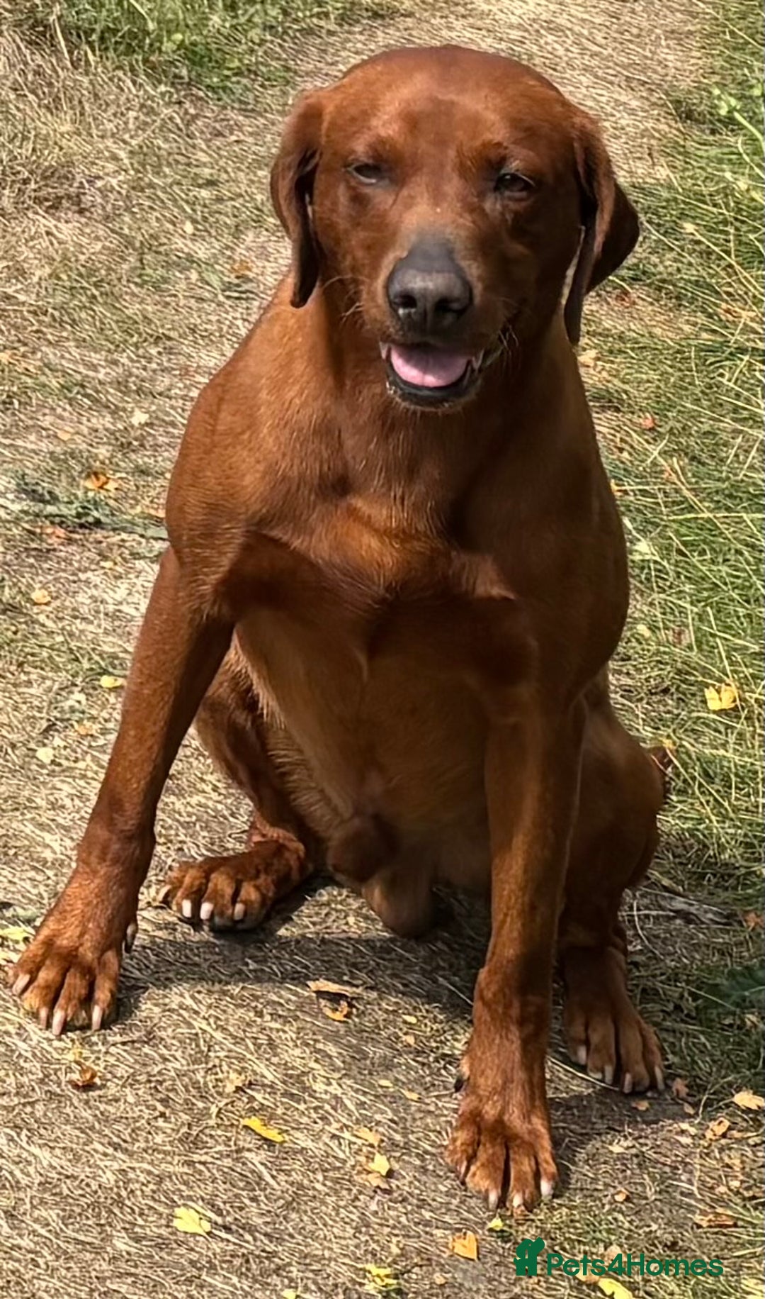 Labrador Retriever dogs for stud: Stunning Dark Red KC Reg Labrador  - Advert 7
