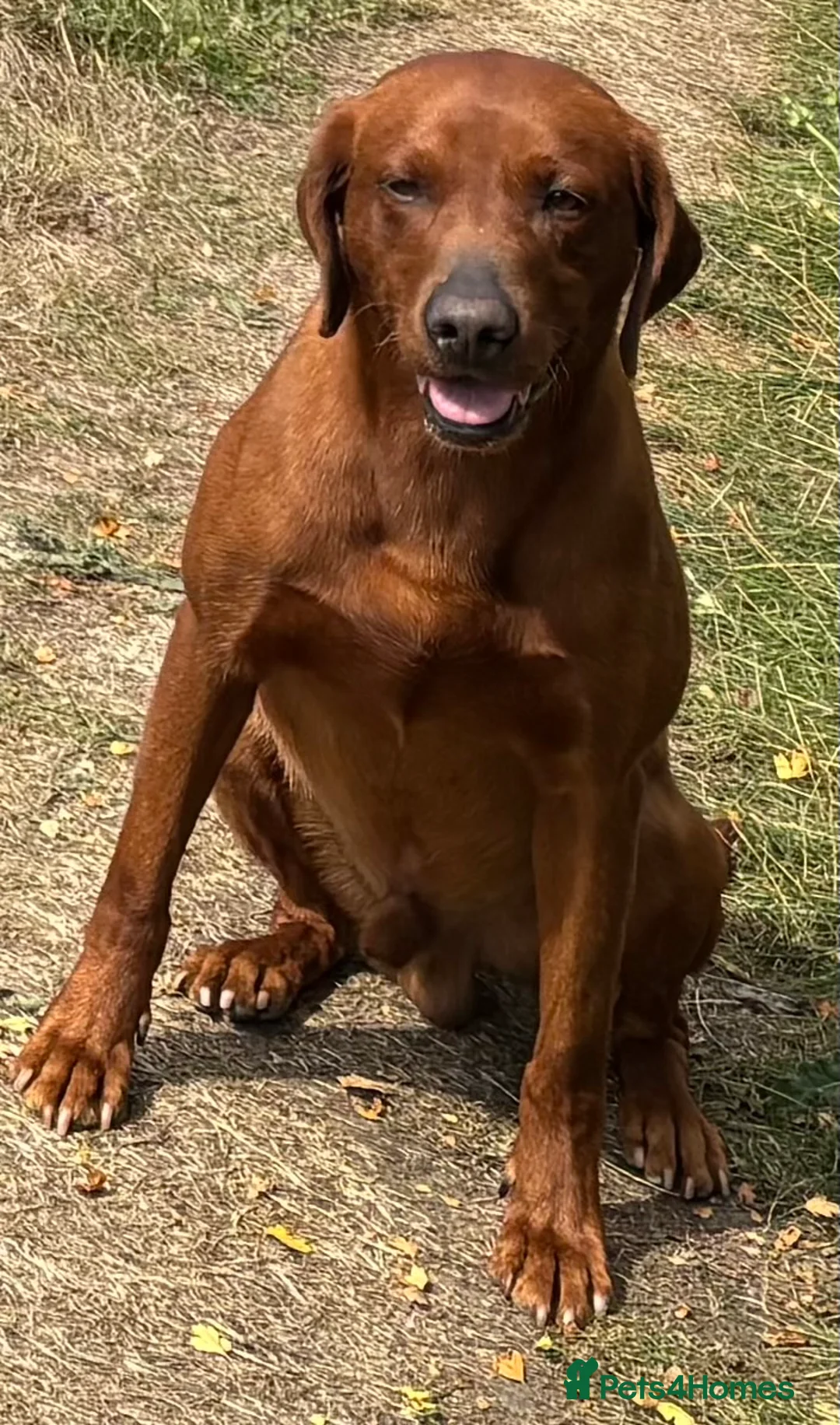 Labrador Retriever dogs for stud: Stunning Dark Red KC Reg Labrador  - Advert 9