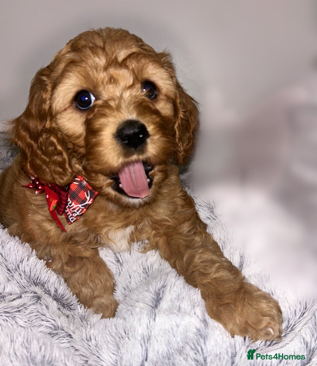 Cavapoo dogs for sale: Rare unique moyen Cavapoos (last female)  - Advert 1