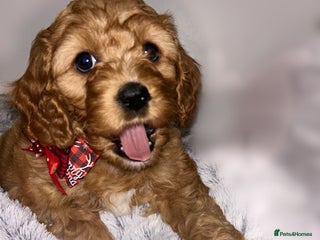 Cavapoo dogs Rare unique moyen Cavapoos (last female) - Advert 1