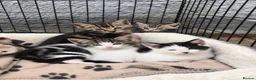 Mixed Breed cats for sale: Litter of kittens for sale - Advert 2