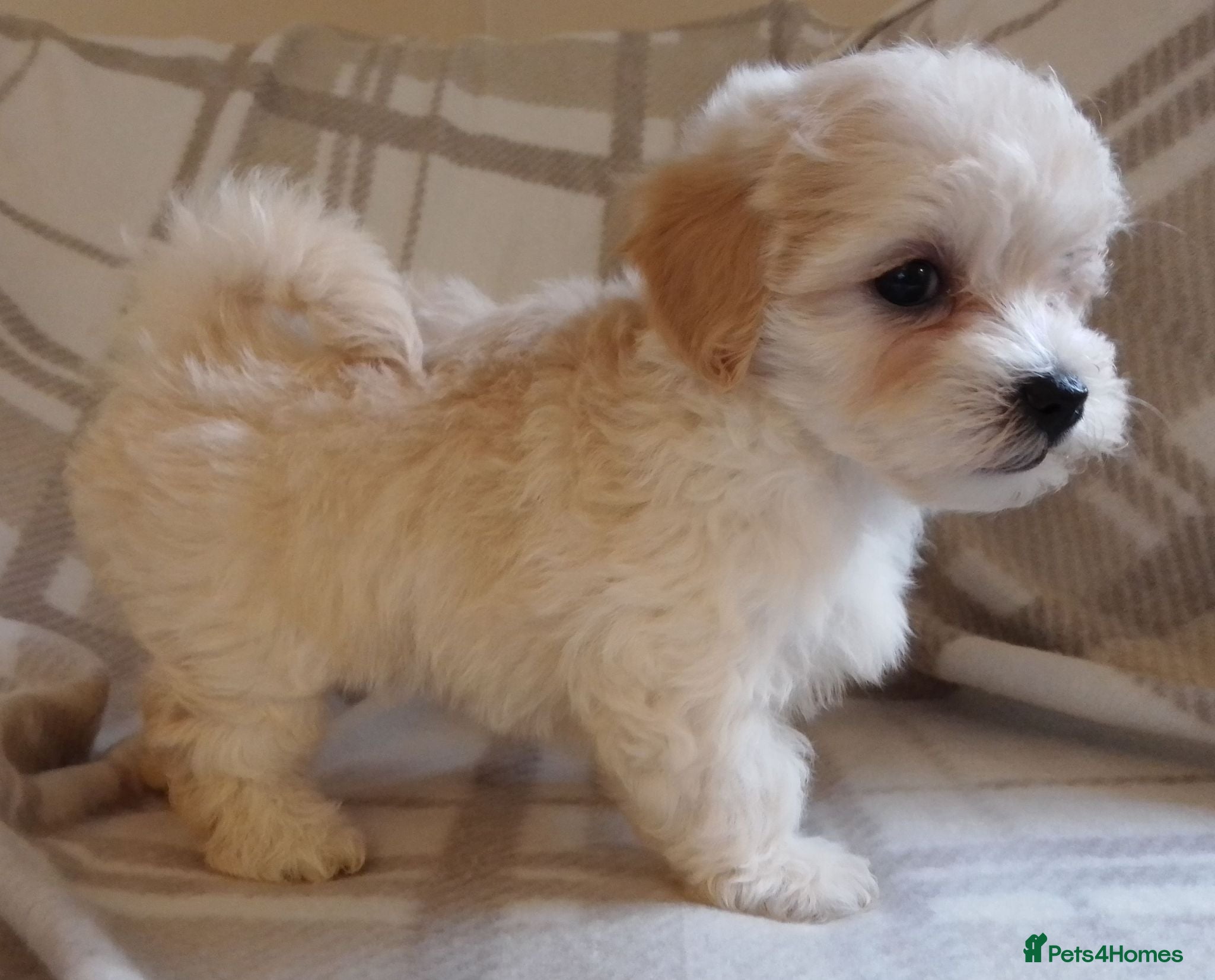Maltipoo dogs Maltipoo puppies  - Advert 2