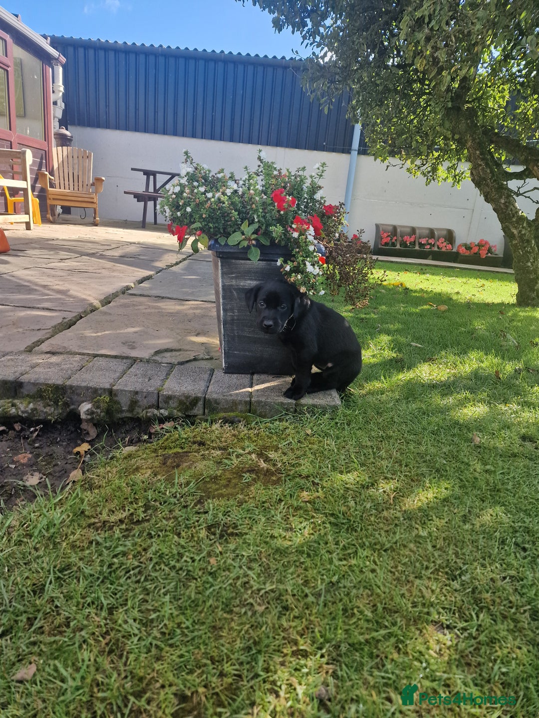 Labrador Retriever dogs for sale: **PEDIGREE, KC REGISTERED AND HIP SCORED** - Image 29