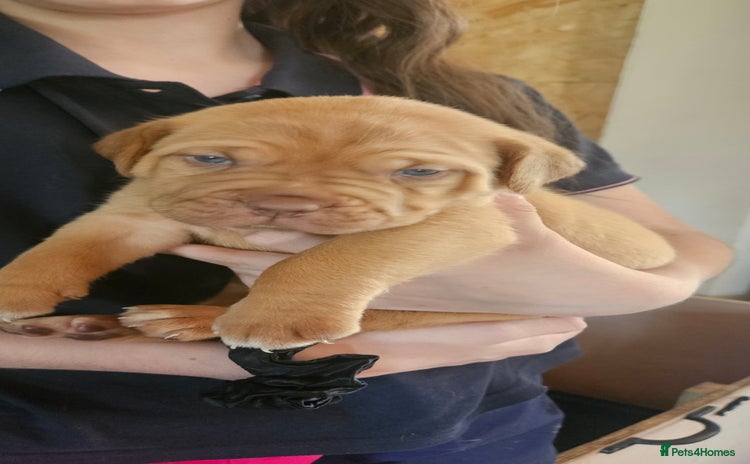 Dogue De Bordeaux dogs - Advert 2