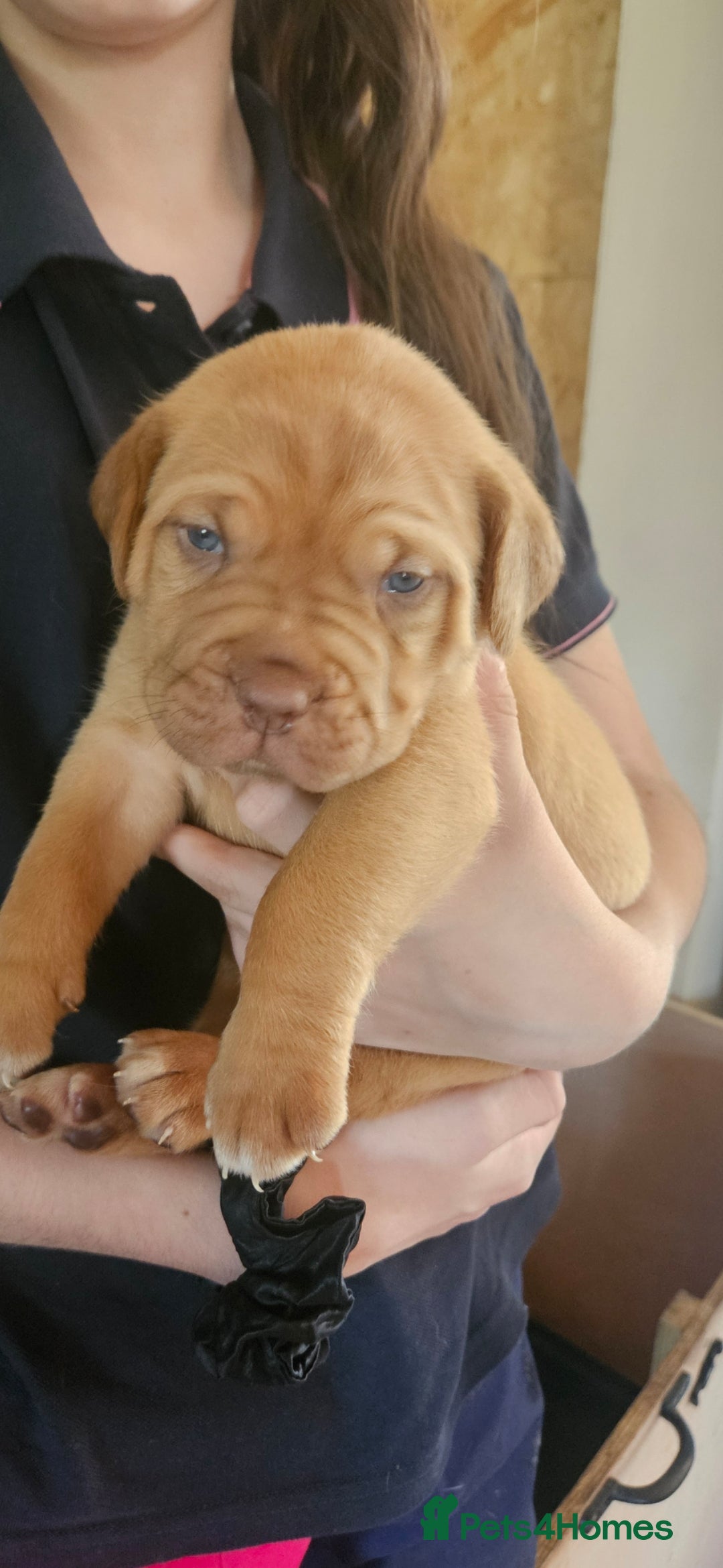 Dogue De Bordeaux dogs for sale: Dogue de bordeaux puppiesgor sale - Image 1