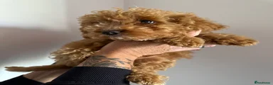 Cockapoo Puppy 2