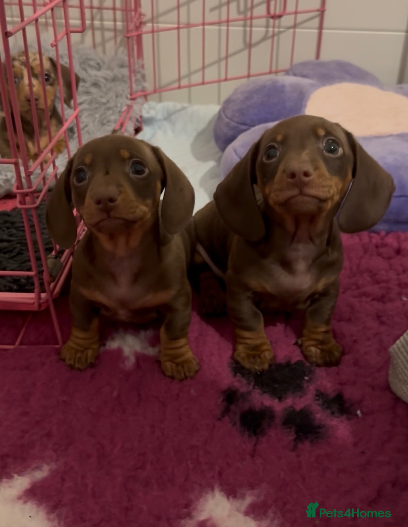Miniature Dachshund dogs 🐾🌟KC Reg Miniature Dachshund Puppies🌟🐾 - Advert 12