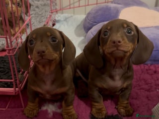 Miniature Dachshund dogs 🐾🌟KC Reg Miniature Dachshund Puppies🌟🐾 - Advert 12
