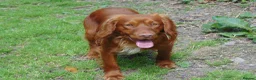 Cocker Spaniel dogs for stud: Working Cocker.DNA clear FN,PRA,AMS,PP.Dorset - Advert 4