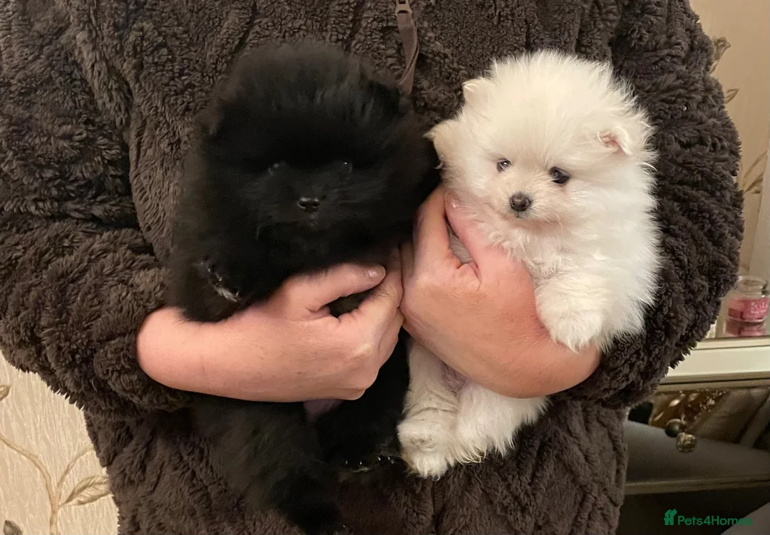 Pomeranian dogs for sale: Stunning KC Teddy Bear Pomeranians - Advert 1