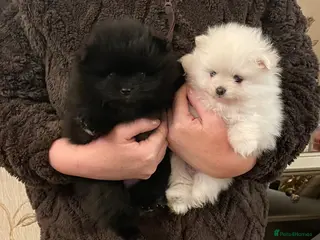 Pomeranian dogs Stunning KC Teddy Bear Pomeranians - Advert 9