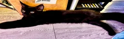 Maine Coon cats for sale: Stunning tabby pedigree XL Maine Coons ready now! - Advert 23