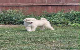 Mixed Breed dogs for sale: German Shepherd x Standard Poodle *Health tested* in Boston - Image 9
