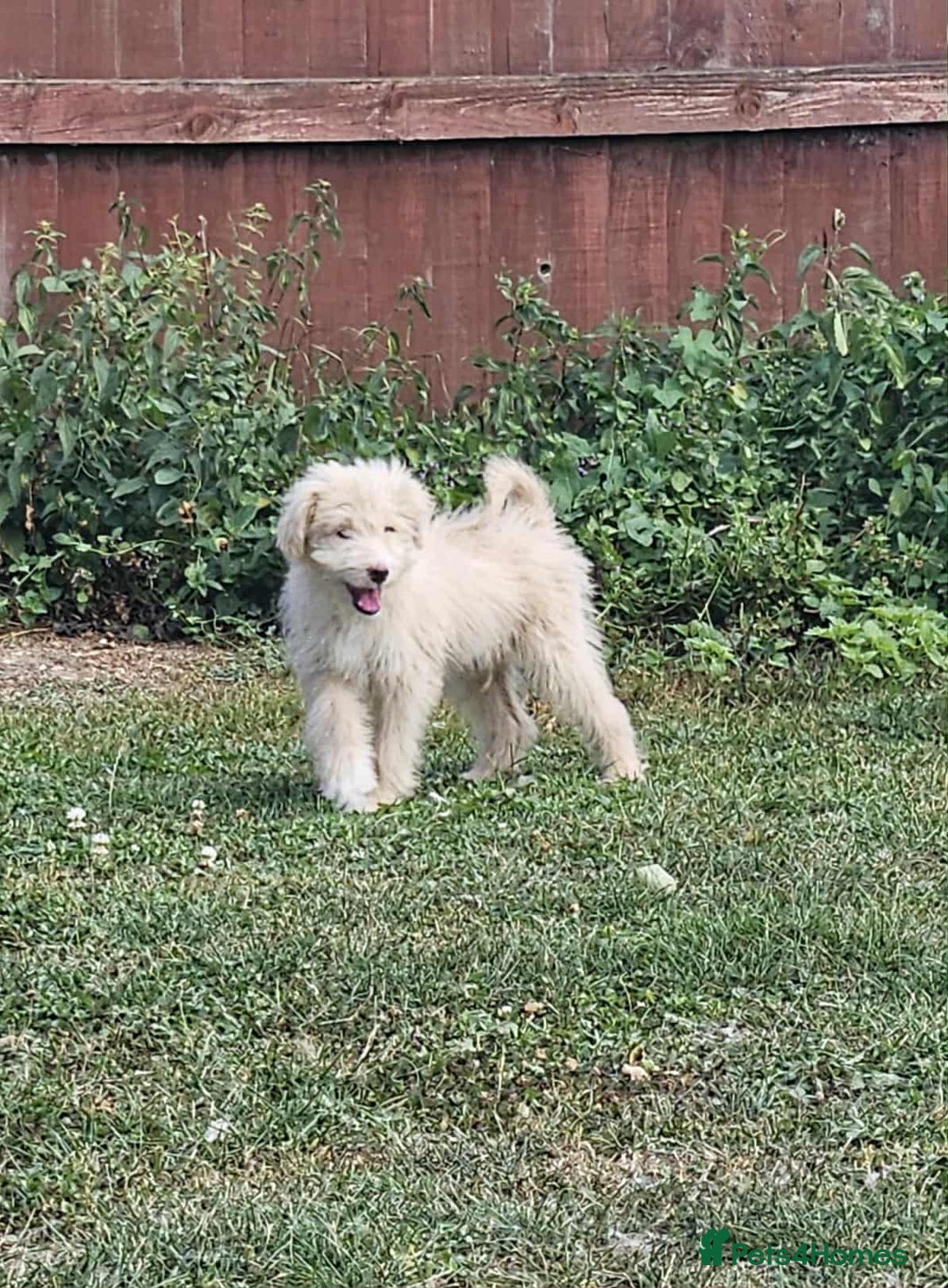 Mixed Breed dogs for sale: German Shepherd x Standard Poodle *Health tested* in Boston - Image 9