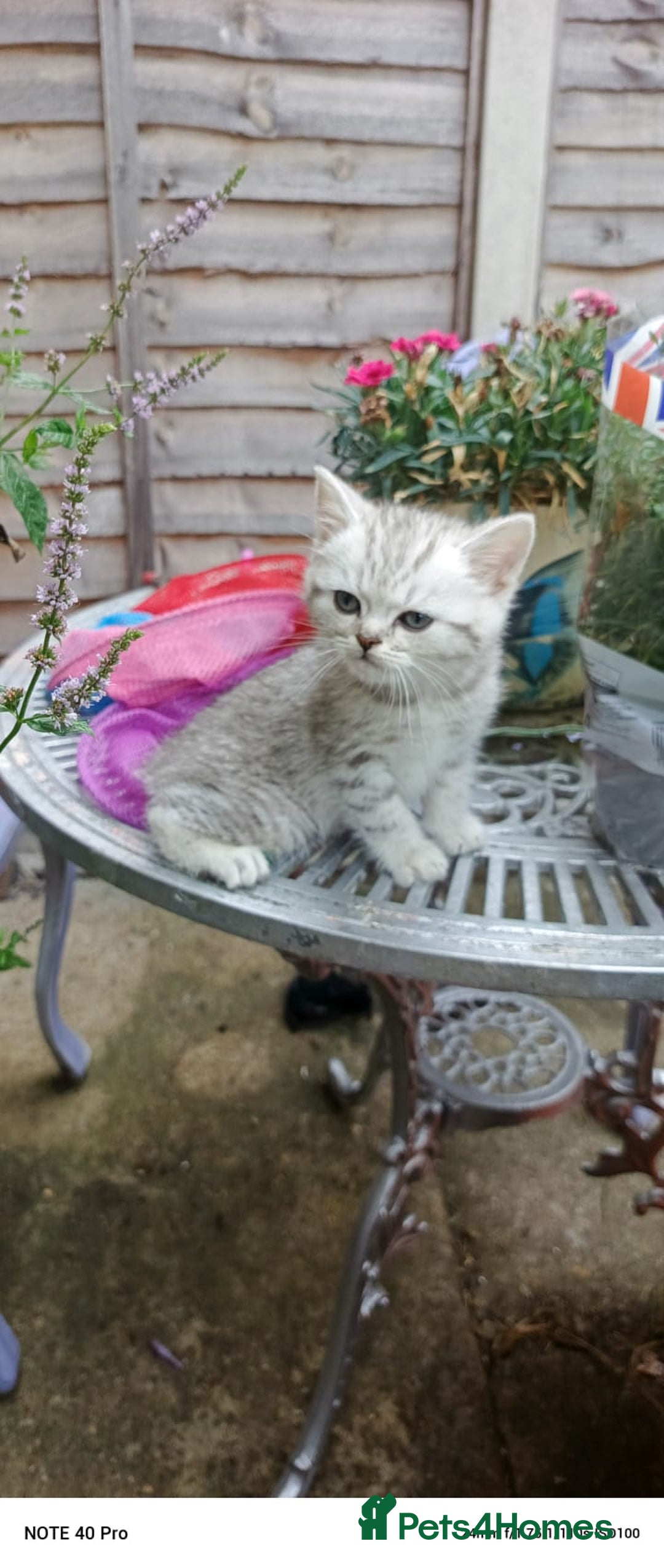 British Shorthair cats for sale: PUre tabby British short hair kittens - Image 1