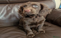 Cocker Spaniel dogs for sale: 3 Girls Looking For Loving Homes - Image 13
