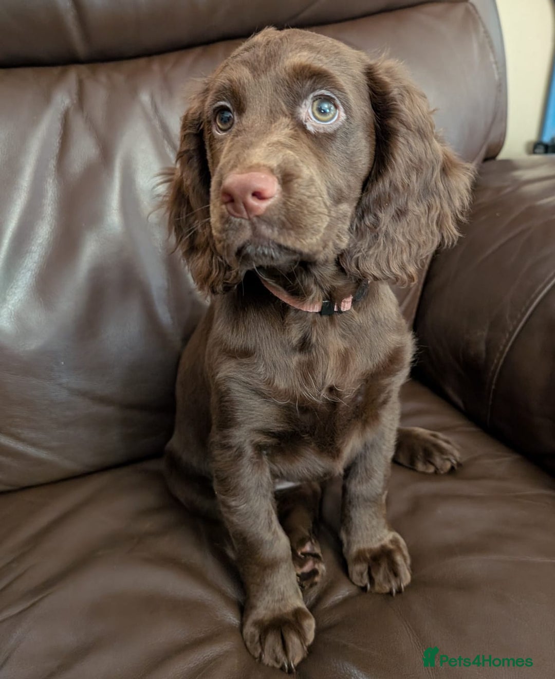 Cocker Spaniel dogs for sale: 3 Girls Looking For Loving Homes - Image 13